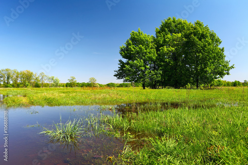 Flood on meadow with tree and grass