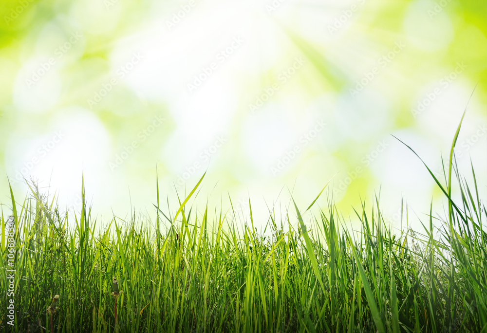 grass in sun light, spring background