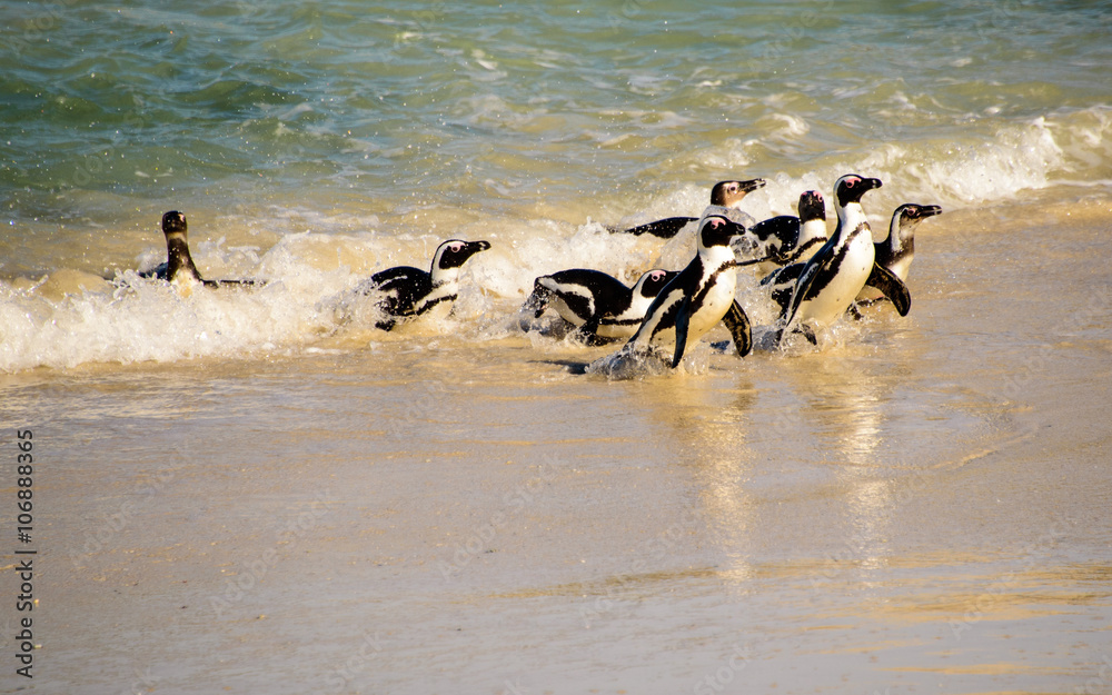 Naklejka premium African penguins emerging from the sea