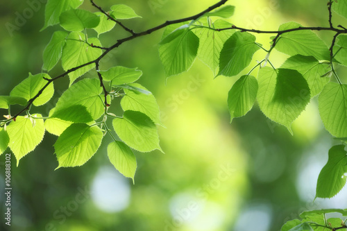 fresh and green leaves in sunny day
