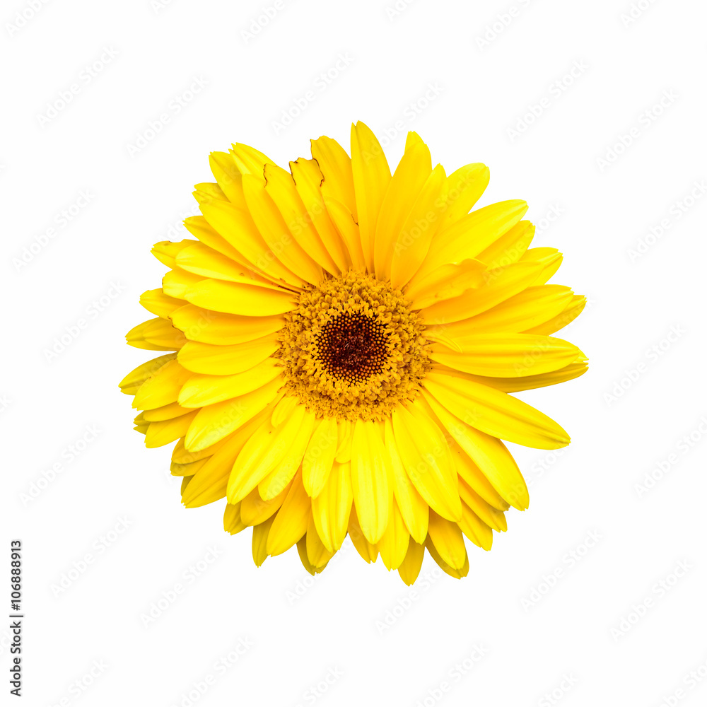 Beautiful yellow gerbera blooming isolated Beautiful yellow gerbera blooming isolated