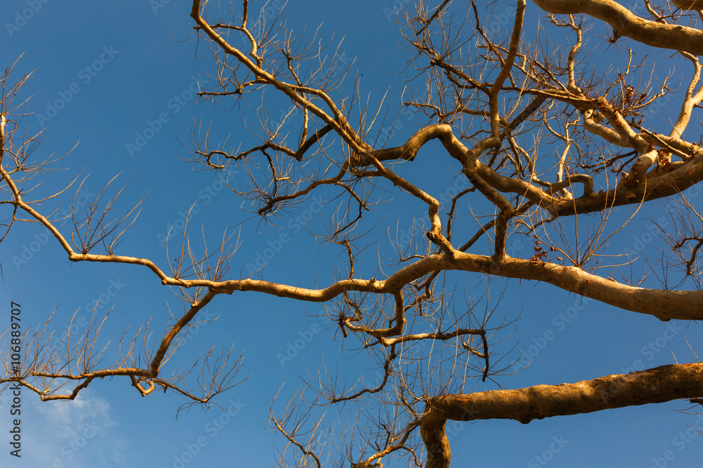 Leafless branches of a plane tree and the blue sky Leafless branches of a plane tree and the blue sky