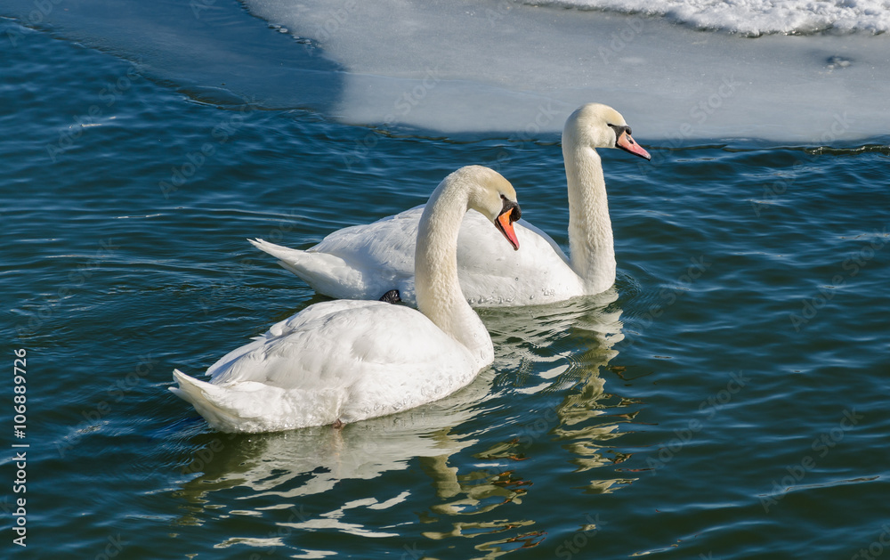 Naklejka premium Two mute swan (Cygnus Olor). A pair of mute swans swimming near the ice edge.