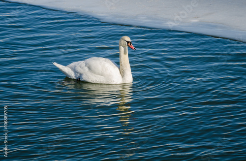 A lone mute swan (Cygnus Olor) on the water. Swan floating on the water near the ice edge.