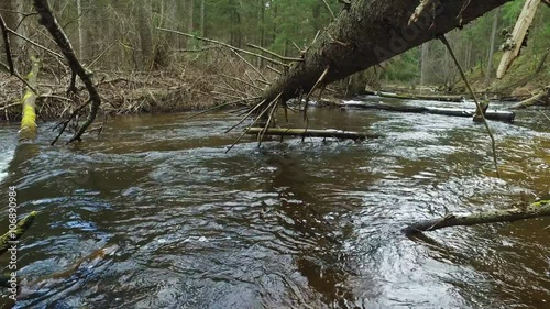 4K. Wild river flows in the deep forest in early spring, panoramic view.