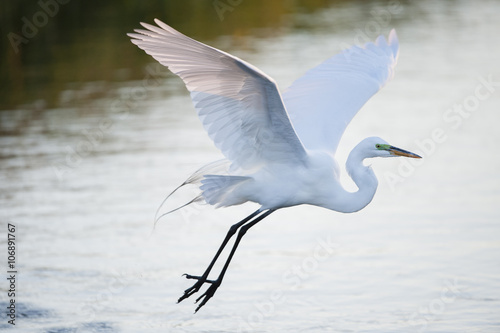 Great Egret glides over water