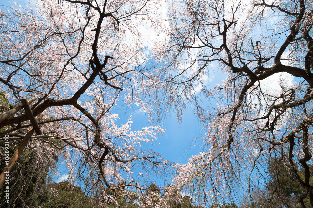 しだれ桜 しだれ桜