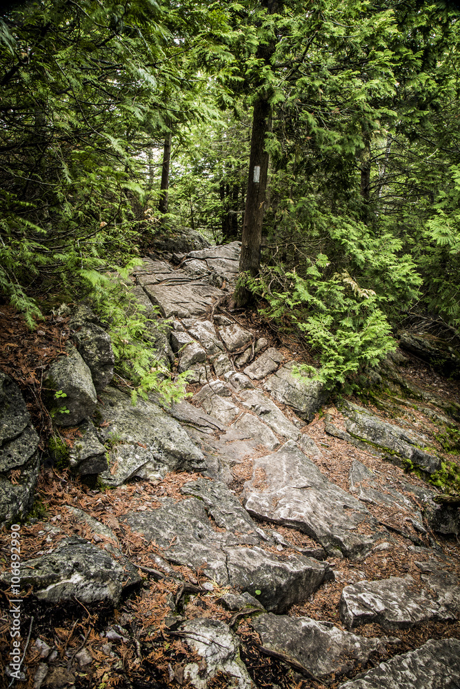 Fototapeta premium Scenic Pathway Outdoors