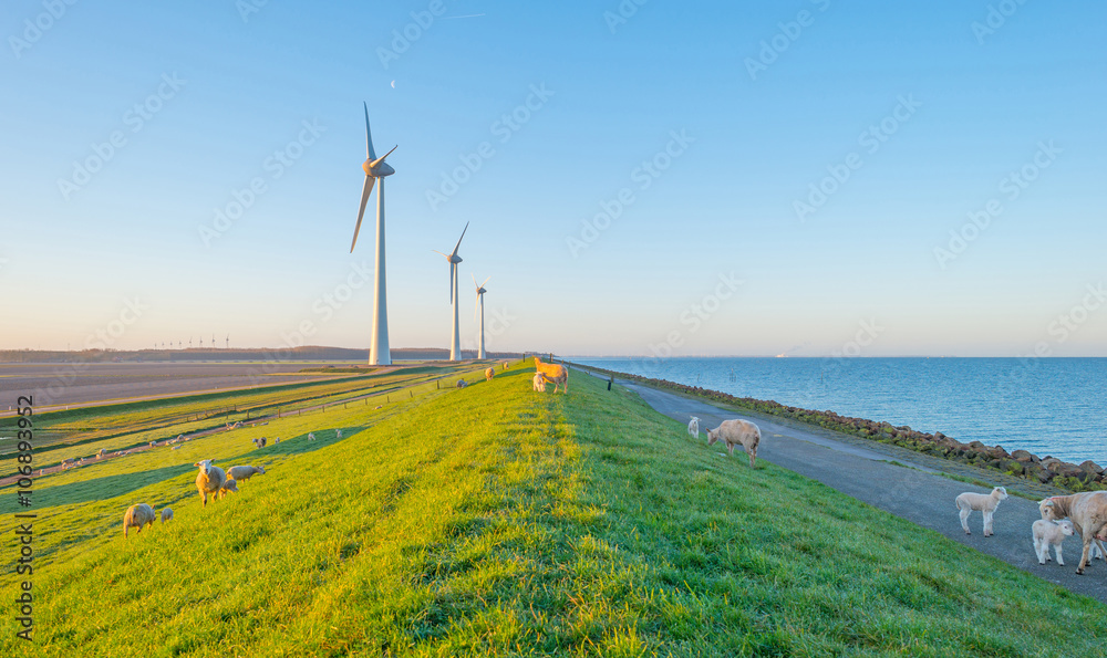 Obraz premium Sheep grazing on a dike at dawn in spring