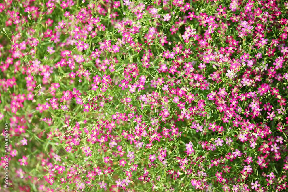 Naklejka premium beautiful gypsophila flower as background.