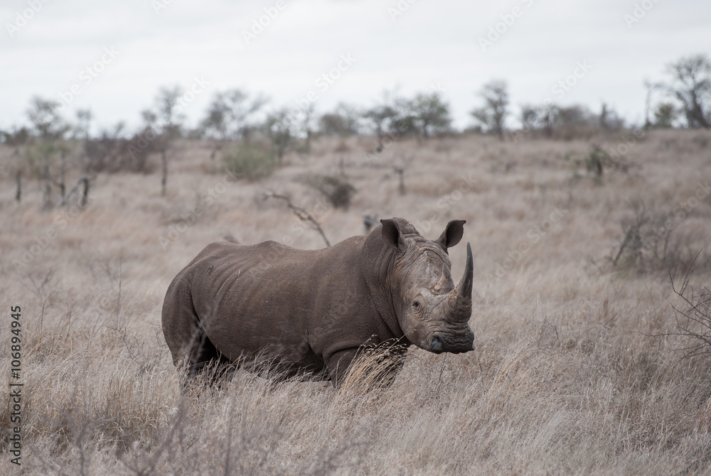 Fototapeta premium Nashörner im Krüger Nationalpark, Südafrika
