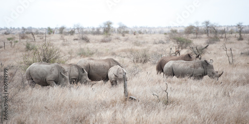 Nashörner im Krüger Nationalpark, Südafrika