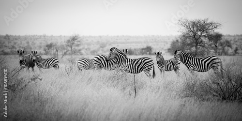 Zebraherde im Kr  ger Nationalpark  S  dafrika