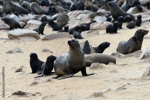 Cape fur seals on Cape Cross, Namibia