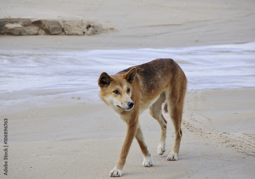 A dingo at the  beach on Fraser Island, in Queensland Australia