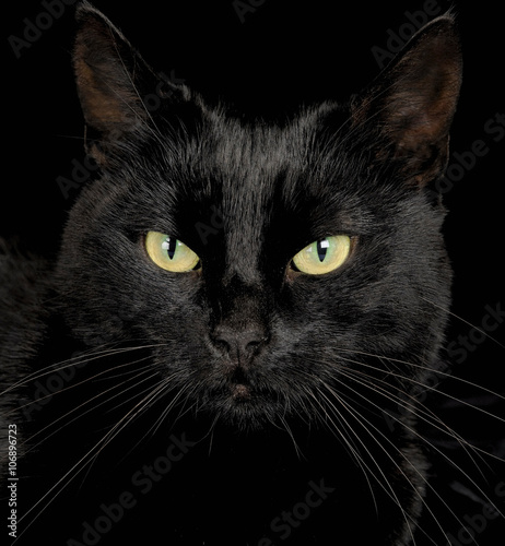 Black cat