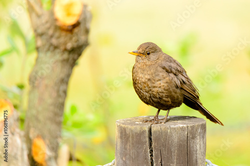 Bird on tree