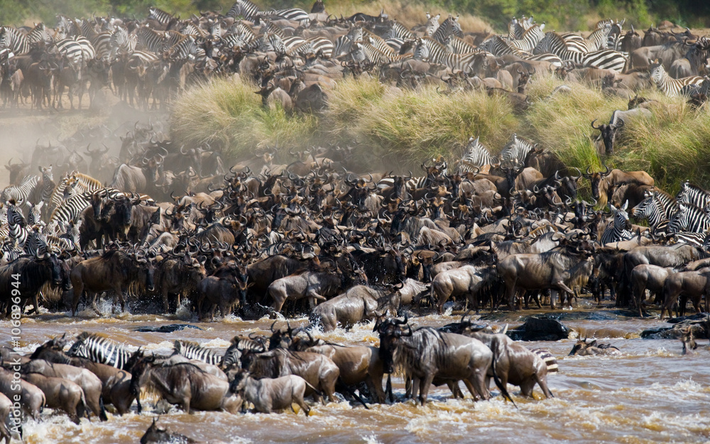 Obraz premium Wildebeests are crossing Mara river. Great Migration. Kenya. Tanzania. Masai Mara National Park. An excellent illustration.