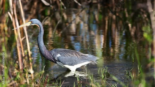 Tricolored Heron, Egretta tricolor, hunting in wetlands