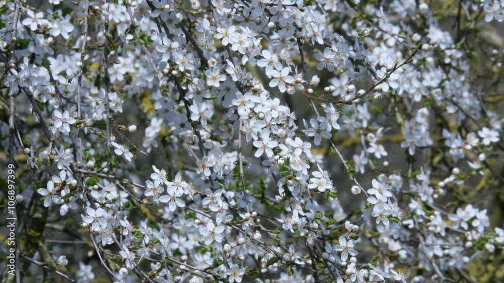 The first spring flowers are visited by bees The first spring flowers are visited by bees