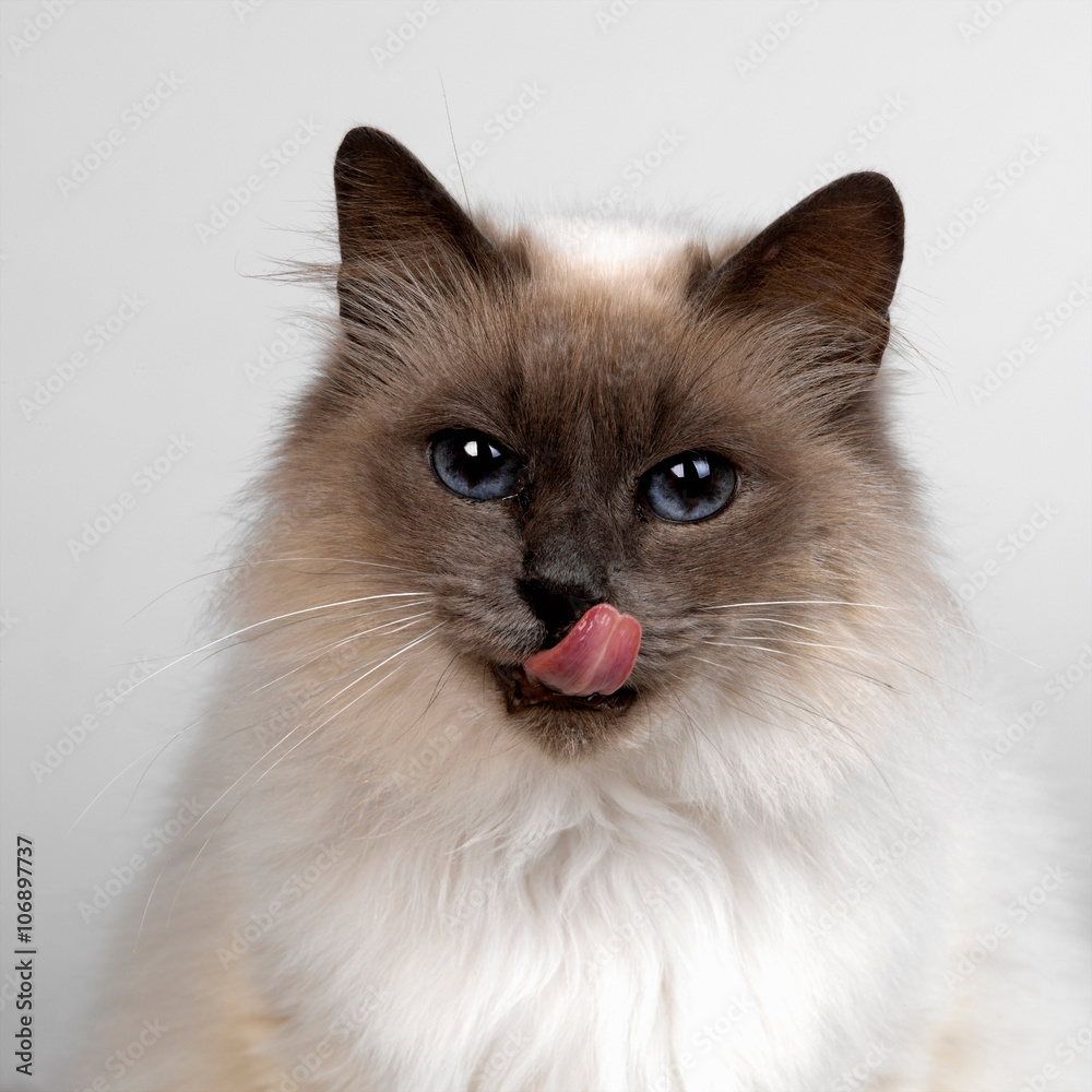 Birman Birman