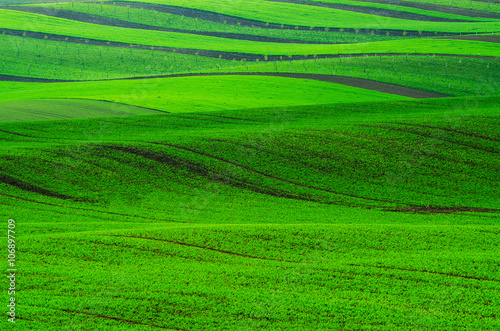 Rural spring landscape with green stripy fields and waves, South Moravia, Czech Republic, natural seasonal background © Roxana