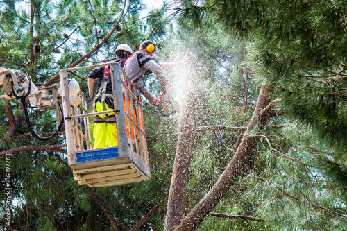 Professional Lumberjacks cuts trunks on the crane