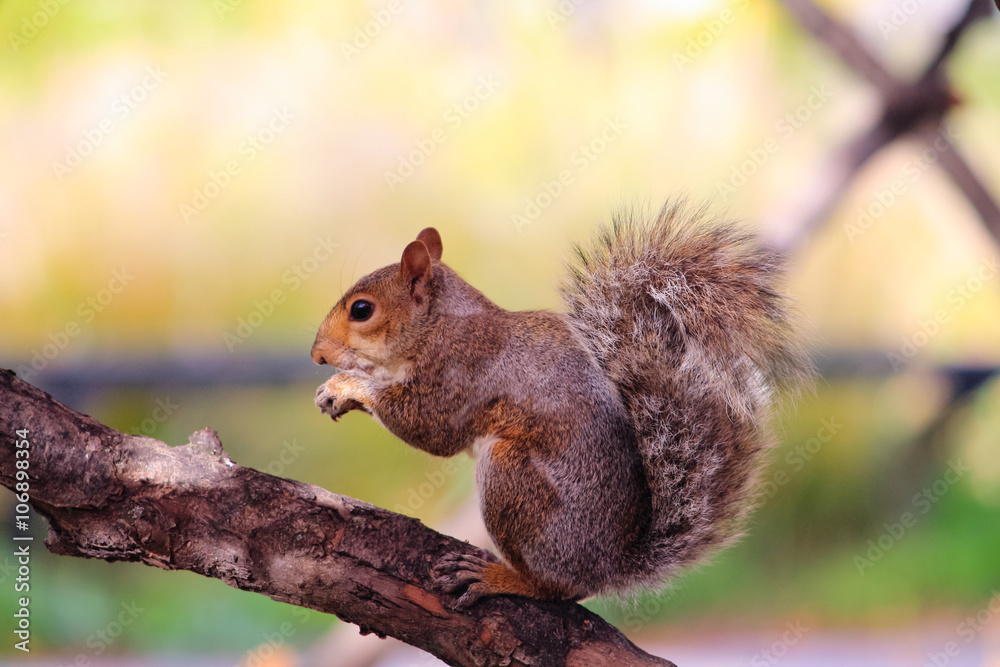 Squirrel on a tree in Chicago Squirrel on a tree in Chicago