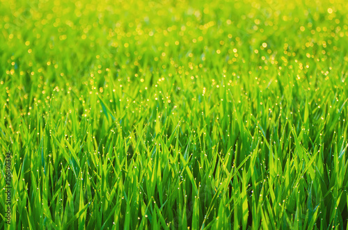 Green grass fields suitable for backgrounds or wallpapers, natural seasonal landscape. 