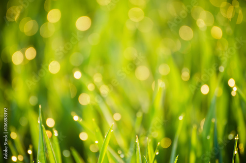 Natural abstract soft green eco sunny background with grass and light spots