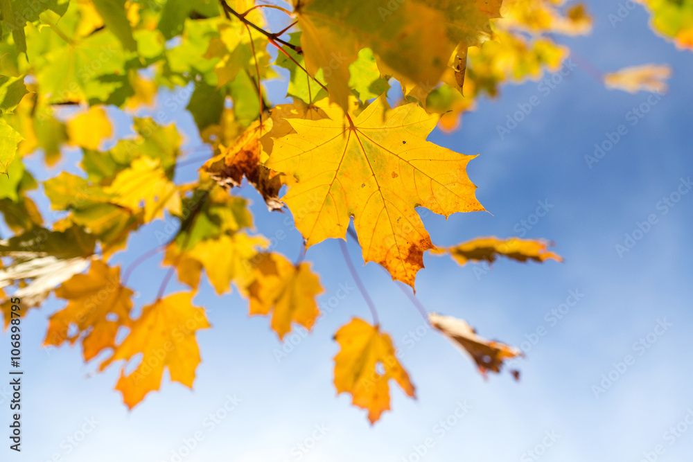 Colorful Autumn Leaves against blue sky Colorful Autumn Leaves against blue sky