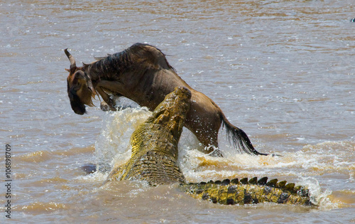 Crocodile attack wildebeest in the Mara river. Great Migration. Kenya. Tanzania. Masai Mara National Park. An excellent illustration.