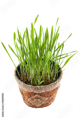green grass in brown pot isolated on white background. View from