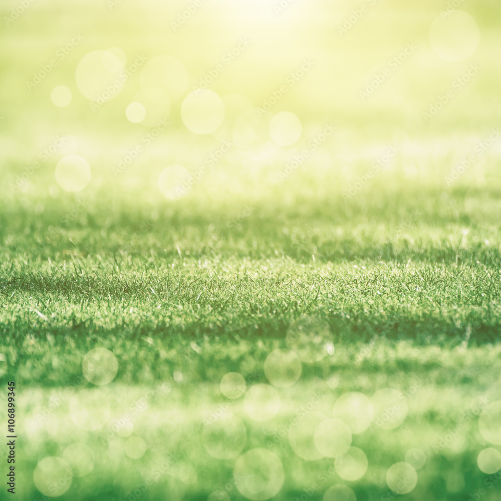 Fototapeta premium Sunny green grass field suitable for backgrounds or wallpapers, natural seasonal landscape