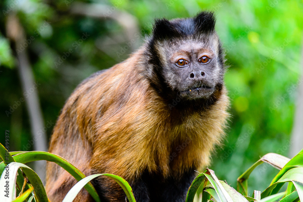 Fototapeta premium The smarttest monkey in New Zealand Wild life park