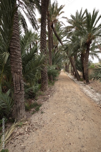 Dirt road between palm trees