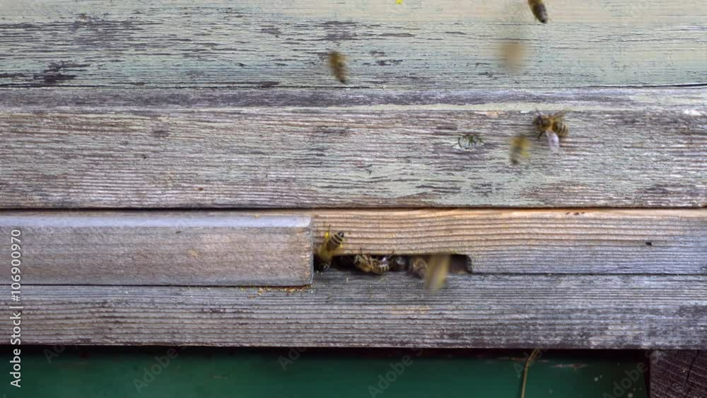 Bienenstock von europäischen Honigbienen mit regem Flugverkehr Bienenstock von europäischen Honigbienen mit regem Flugverkehr