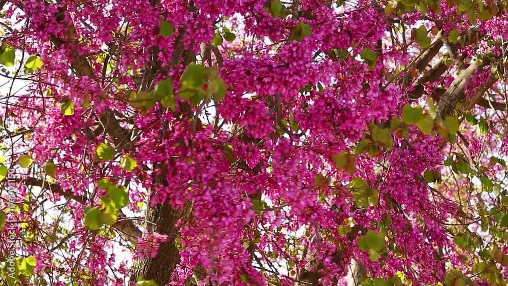 Judas tree (Cercis siliquastrum) with flowers