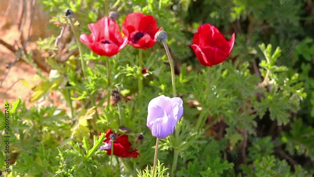 Group of red and blue anemones on wind Group of red and blue anemones on wind