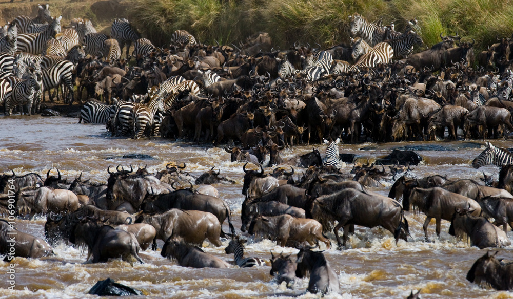 Fototapeta premium Wildebeests are crossing Mara river. Great Migration. Kenya. Tanzania. Masai Mara National Park. An excellent illustration.