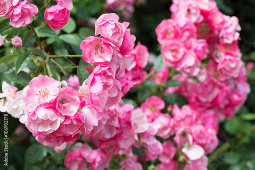 Big bush of the blossoming pink roses