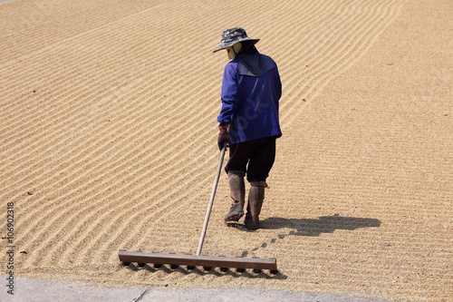 farmer drying rice seed