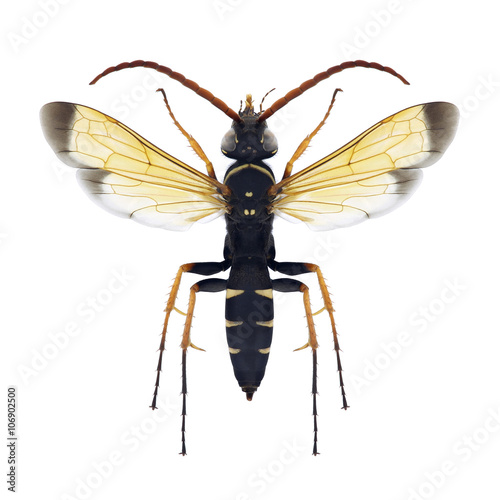 Wasp Batozonellus lacerticida (male)