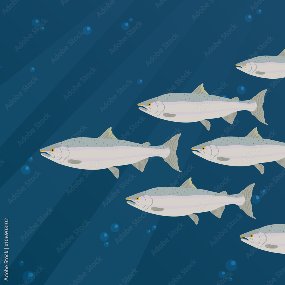 Group of  salmon fish swimming
