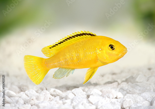 Electric yellow cichlid Labidochromis caeruleus Malawi Aquarium Fish  photo