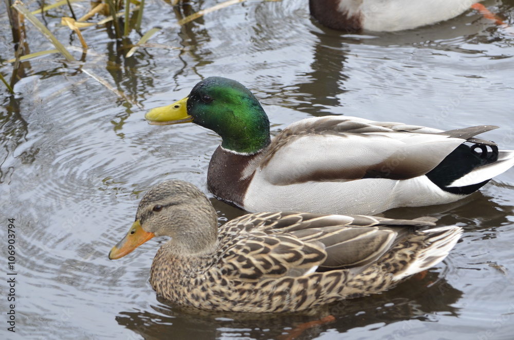 Stockentenpaar im Wasser Stockentenpaar im Wasser