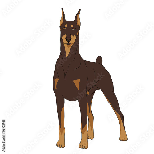Doberman dog isolated realistic vector illustration color