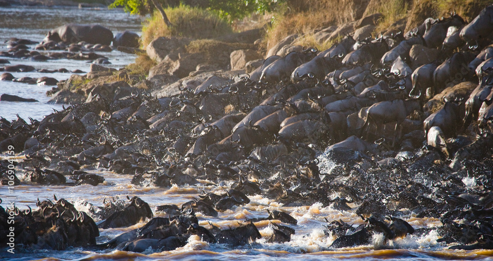 Fototapeta premium Wildebeests are crossing Mara river. Great Migration. Kenya. Tanzania. Masai Mara National Park. An excellent illustration.
