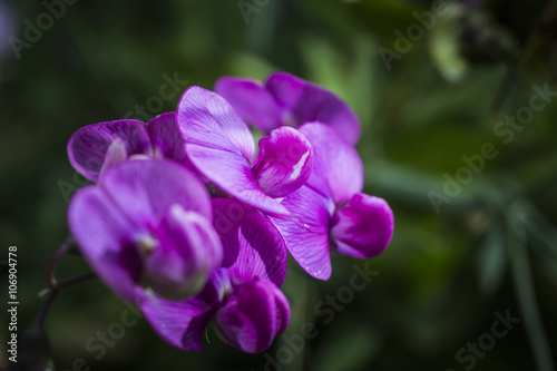 Floral Closeup with a Blurred Background