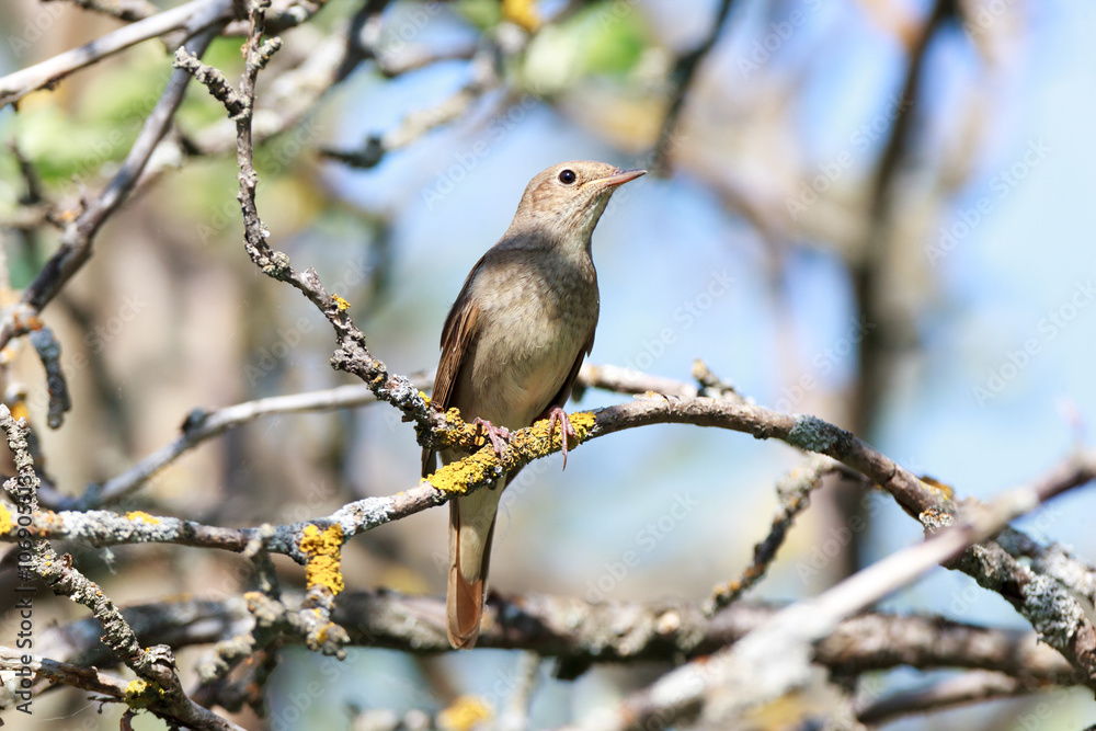Thrush Nightingale (Luscinia luscinia) Thrush Nightingale (Luscinia luscinia)
